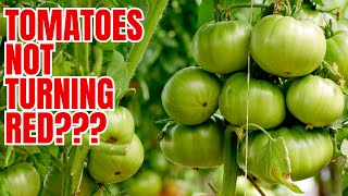 How To Ripen Green Tomatoes ON THE VINE IN 3 DAYS