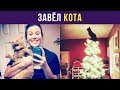 Приколы с котами. Завёл кота | Мемозг #62