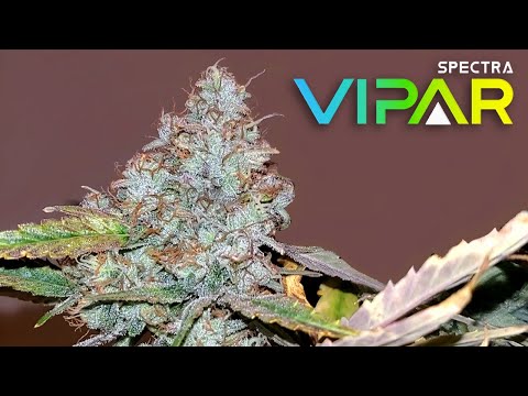 Mosca Seeds West Coast OG First Harvest - Viparspectra Grow S3 EP3 | XS1500 PRO