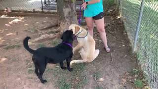 Lilac & Phoebe - Fetch Fido