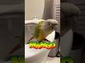 Misty, Monty &amp; Mango attended this morning’s business meeting. #pets #birds #foryou #funny #harmony