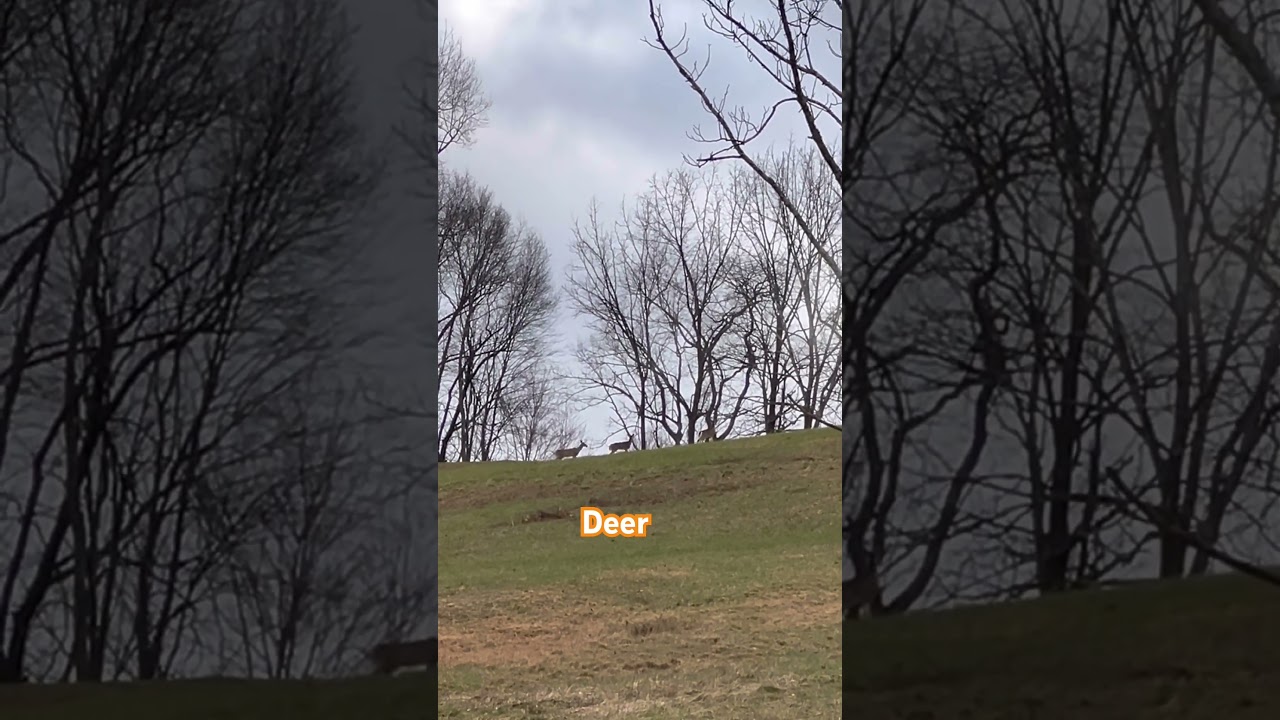 Ooh deer