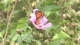 Creating Wildlife Habitat in Your Yard
