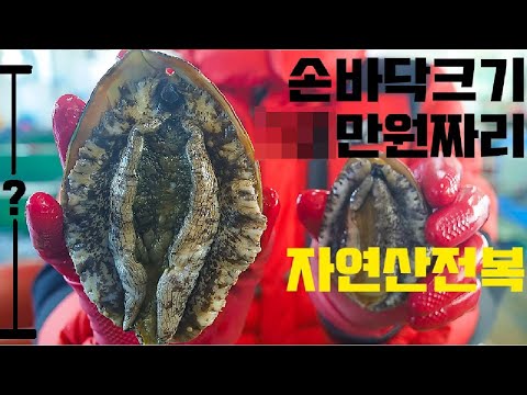 손바닥만한 자연산전복의 가격은 얼마??  all about abalone