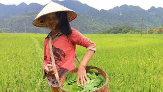 Tai Girl Invites me to her Village Life Inside the Rice Terraces of Vietnam 🇻🇳