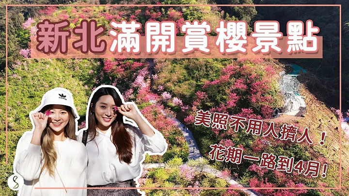 Spice 新北🌶️ | 賞櫻如何避開人潮？北部最大櫻花林，花量爆棚又好拍！賞櫻來新北市就對了！在櫻花樹下邊吃美食邊賞花🌸 | 三峽大熊櫻花林 新店 旅遊 景點 - 天天要聞