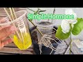 Jasmine growing tips use this hormone to get great rooting