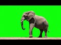 Elephant Green Screen Video || Green Screen || Chroma Key || Content For Creators