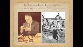 The Corn Collection: A Progress Report by Charlie Miksicek