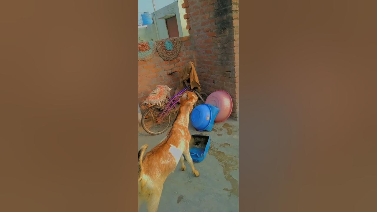hamza-goat-farm-new-short-trend-viralvideo-likeforlikes-subscribe