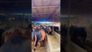 balagal ula bi kamalihi #cow #bullfarm #comment #like #cattleworld