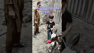 My Little Brother Handling Our Bull Calf 🐂❤️ | Cute Animal Moments #shortsviral