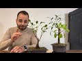Ficus Microcarpa Emergency repotting