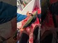 【ガチ焦った】ショアジギで超凶暴なマグロがヒット！ランディング寸前で逃げられかけた一部始終…