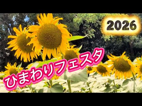 【大阪万博記念公園】2026· ひまわりフェスタ🌻💛🥰