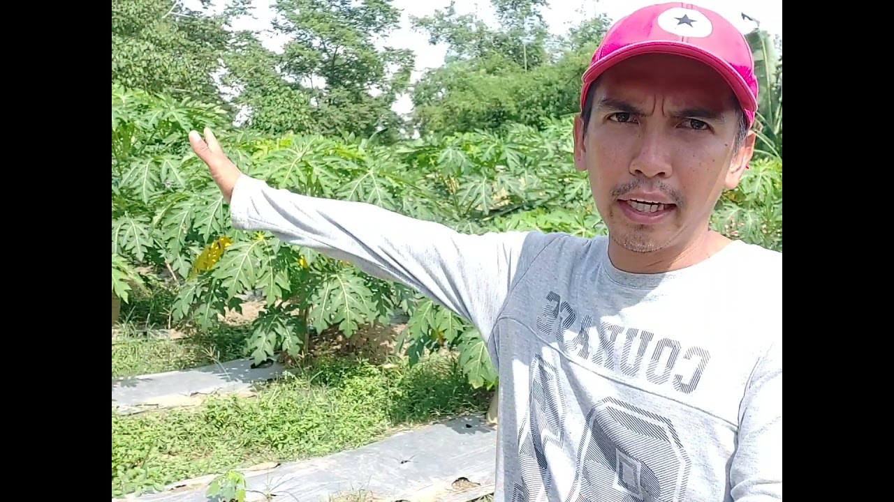 papaya solution sa paninilaw (red lady red royale)