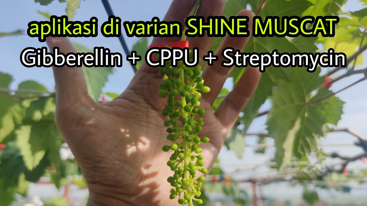 Aplikasi Gibberellin CPPU dan Streptomycin Pada Anggur Shine Muscat Tahap 1