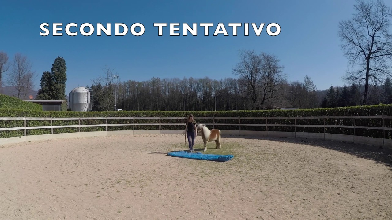 Addestramento pony: Bling Bling e il telo blu