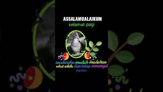 Suara burung pleci dan Anis merah