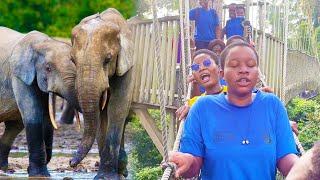 Face To Face With The 2 Kakum Forest Elephants Canopy.