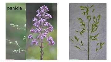 Inflorescences