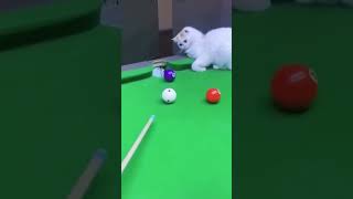 Cat: Ball Play? Total Piece Of Cake!-2