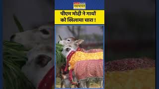 PM Modi News : पीएम मोदी ने गायों को खिलाया चारा ! #pmmodi #narendramodi #ytshorts #trendingshorts