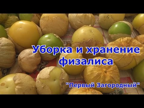 Может ли дозреть физалис в домашних условиях