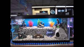 Cool Aquarium for Home Decoration Setup Ideas with Different Types of Aquariums In the world. If you are taking pleasure in a high-