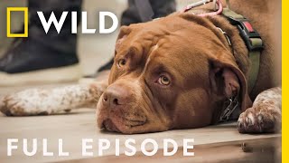 Jurassic Pack: When Dogs Battle (Full Episode) | Cesar Millan: Better Human Better Dog by Nat Geo WILD 108,449 views 2 weeks ago 44 minutes