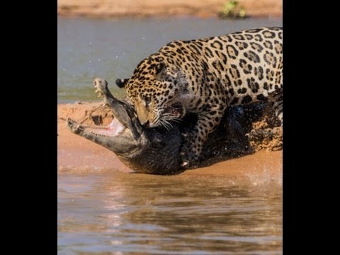 Le Jaguar chasseur solitaire , Le Magnifique Predateur  Documentaire Animalier i