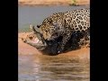 Le jaguar chasseur solitaire  le magnifique predateur  documentaire animalier i