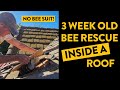 Would you stick your head inside a beehive? (Bee Roof Rescue)