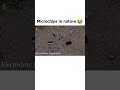 Microchips in the wild 😭#diy #meme