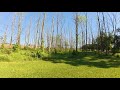 Forestry Mulching a Property Full of Dead Ash Trees
