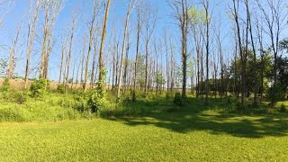 Forestry Mulching a Property Full of Dead Ash Trees
