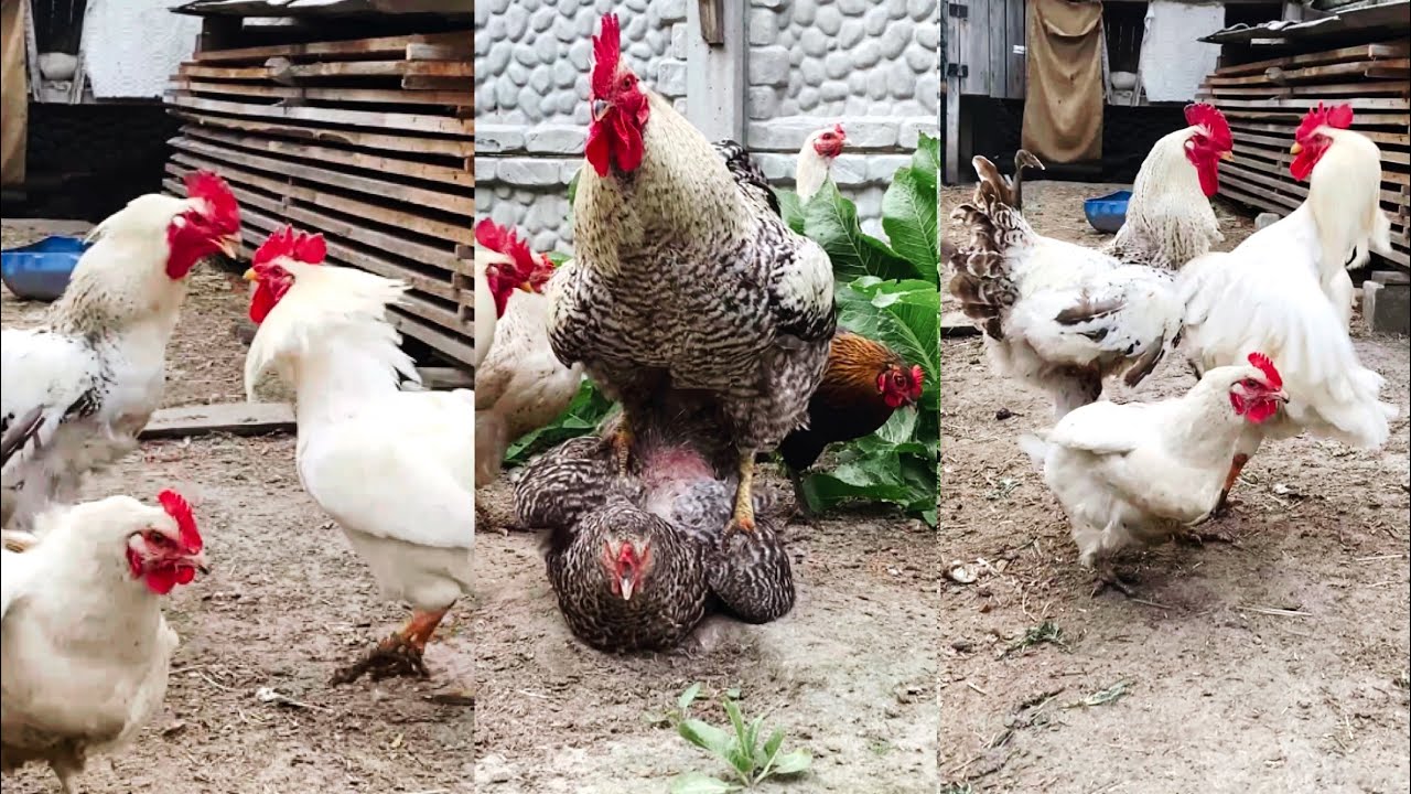 Very active roosters, their power and strength