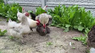 Very active roosters, their power and strength