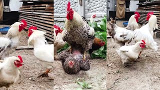 Very active roosters, their power and strength