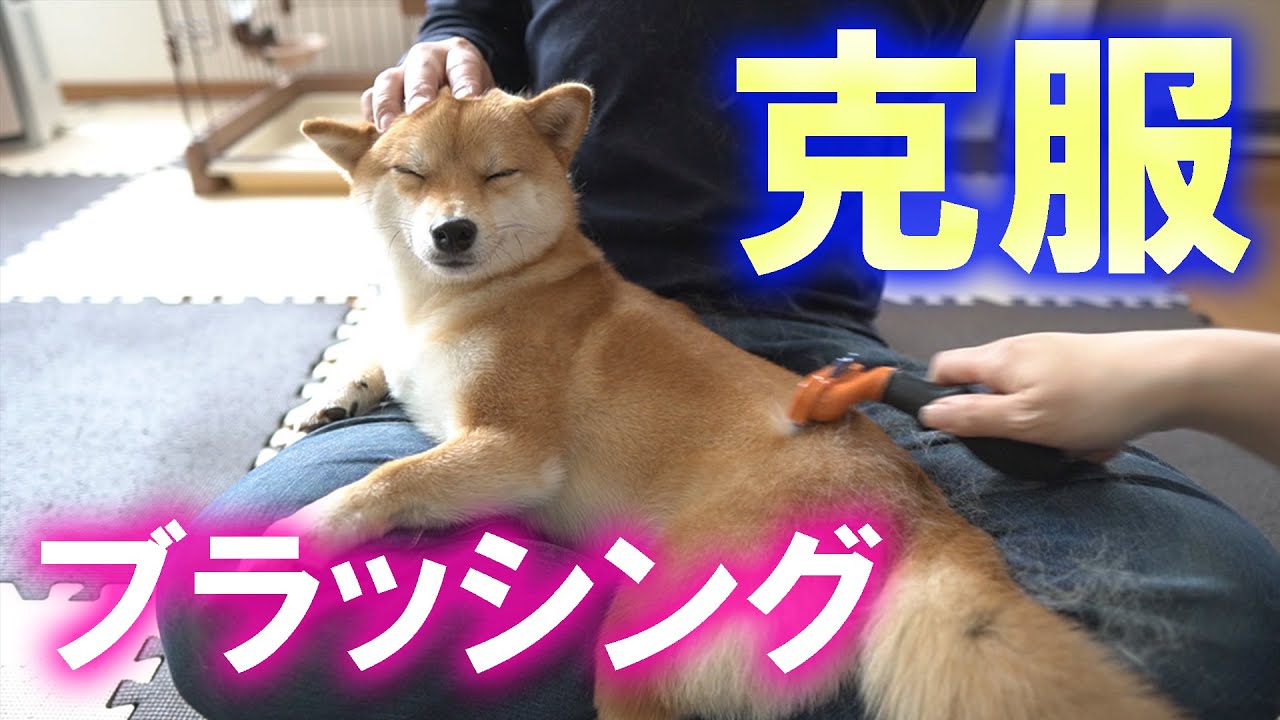 柴犬が嫌がるブラッシング克服に成功 我が家のコツ第７選 Youtube