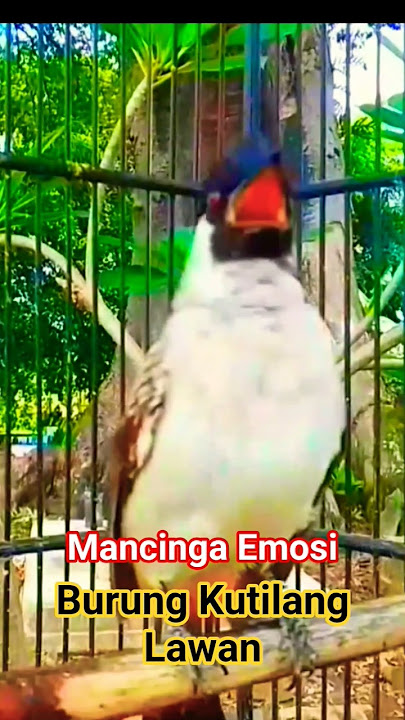 Pancingan suara burung kutilang gacor agar bunyi