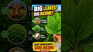 💰 Big Leaves = Big Income? 🐛 Sericulture Secret Revealed!#sericulture