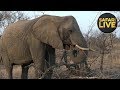 safariLIVE - Sunrise Safari - October 11, 2018