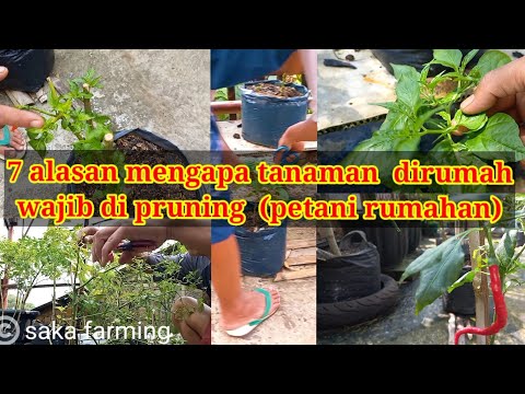 Video: Sebab Pemangkasan Saka - Mengapa Memangkas Tumbuhan Saka Di Taman