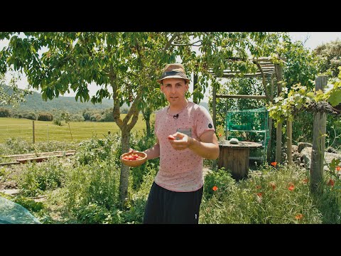 Vídeo: Plantes de mongetes de tepary: com plantar mongetes de tepary al jardí