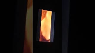 First 15 Minutes Of A Dogs Purpose