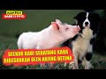 Kisah Seekor Babi Yang Dibesarkan Oleh Anjing Betina Di Peternakan | Alur Cerita Film BABE (1995)