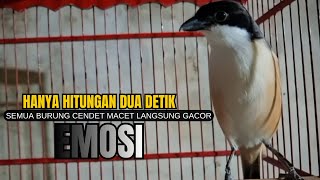cendet gacor BONGKAR ISIAN SANGAT AMPUH, PANCINGAN CENDET BIAR BUNYI bikin BURUNG PENTET GACOR EMOSI