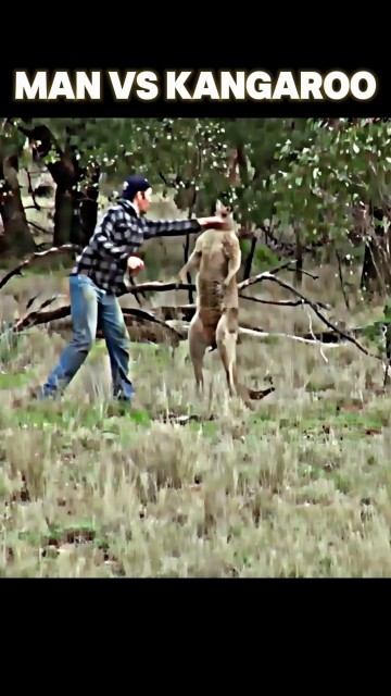kangaroo vs man #trending #viralvideo #youtubeshorts #kangaroo #animals #youtube #shorts