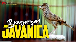 MASTERAN BRANJANGAN JAVANICA GACOR MATERI MEWAH